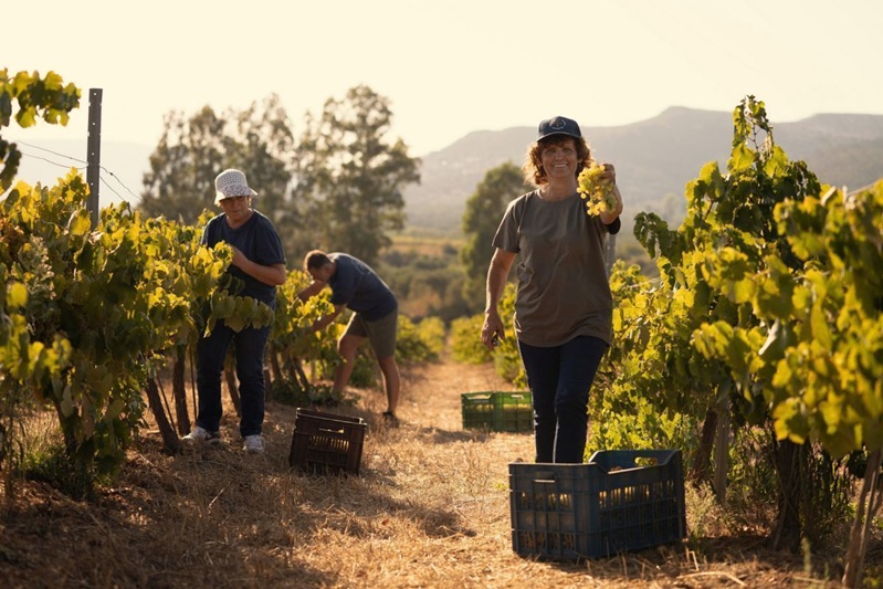 Die Weinlese für den Liastos Malvasia in Monemvasia